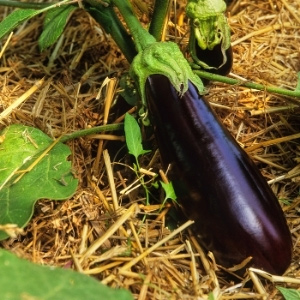 Aubergine Plants