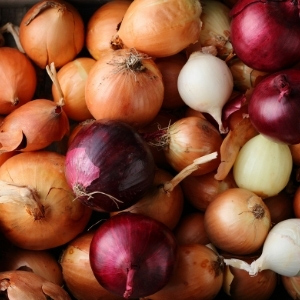 Autumn Planting Onions & Shallots