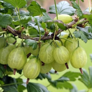 Bare Root Fruit Trees