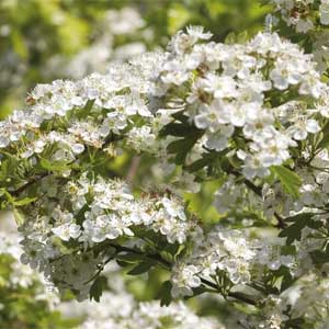 Bare Root Hedging Plants