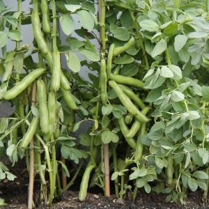 Bean Plants