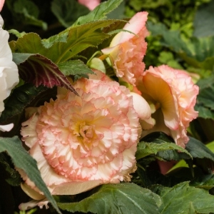 Begonia Tubers