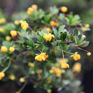 Berberis Plants