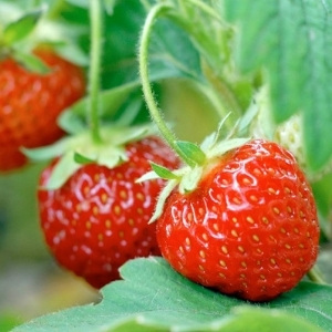 Best Selling Fruit Plants