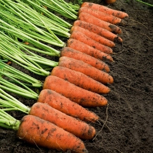 Best Selling Vegetable Seeds