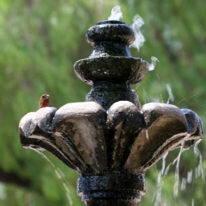 Bird Baths