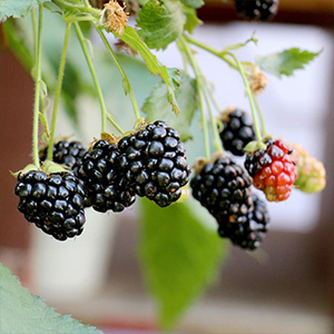 Blackberry Plants