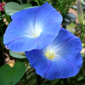 Blue Flowers