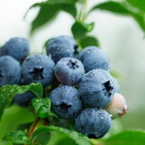 Blueberry Plants