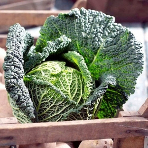 Brassica Plants