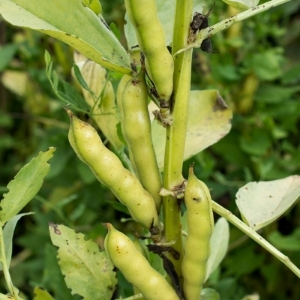 Broad Bean Seeds