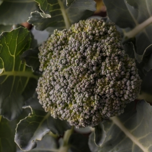 Broccoli Plants