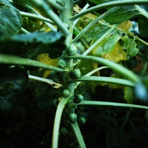 Brussels Sprout Plants