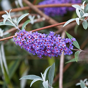 Buddleia Plants