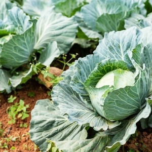 Cabbage Plants