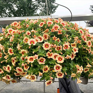 Calibrachoa Plants