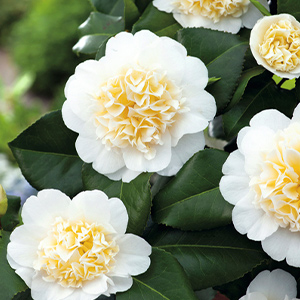 Camellia Plants