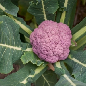 Cauliflower Plants