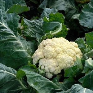 Cauliflower Seeds