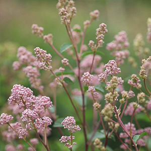 Ceanothus Plants