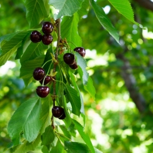 Cherry Trees