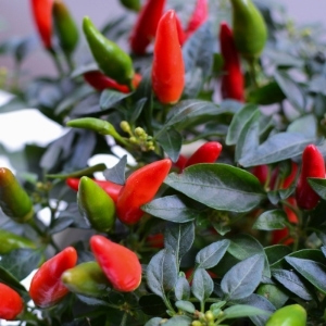 Chilli & Pepper Plants