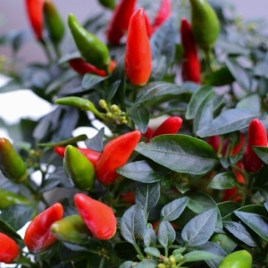 Chilli & Pepper Plants