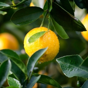 Citrus Plants