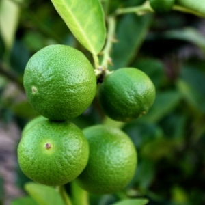 Citrus Trees