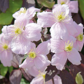 Stunning Scented Clematis NOW £1.49 each