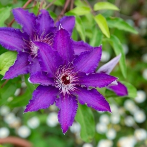 Clematis Plants