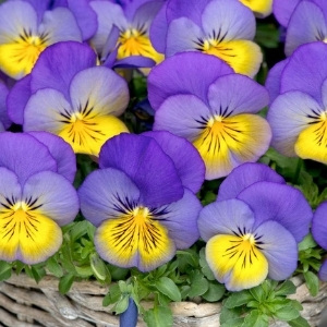 Plants for Containers, Pots & Planters