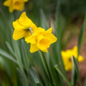 Cornish Daffodils