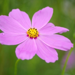 Cosmos Plants