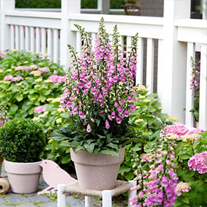 Cottage Garden Plants