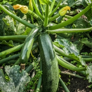 Courgette Seeds