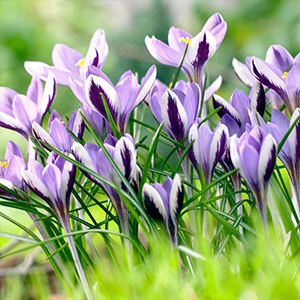 Crocus Bulbs