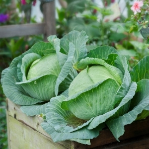 Crop Rotation Brassicas