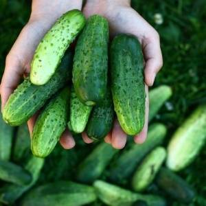 Cucumber Seeds