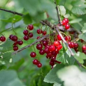 Currant Plants