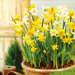 Daffodil Bulbs