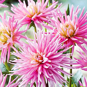 Dahlia Tubers