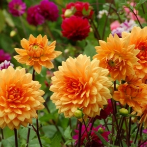 Dahlia Plants