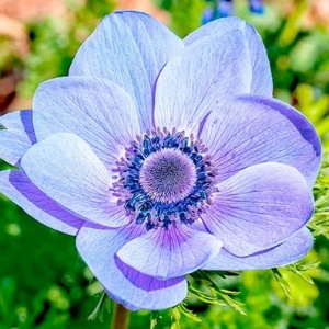 Shades of Delft Blue Bulbs