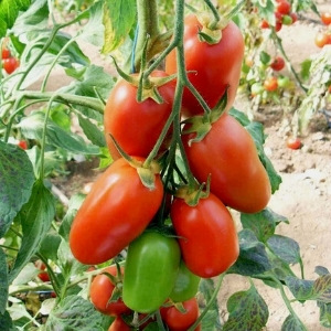 Disease Resistant Vegetable Plants