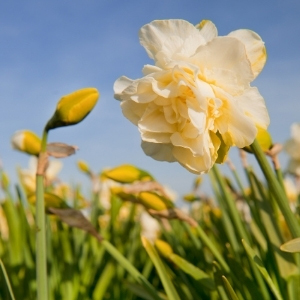 Double Daffodils