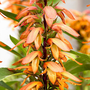 Drought Tolerant Plants