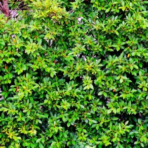 Evergreen Hedging