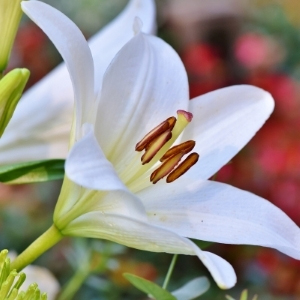 Lily Bulbs