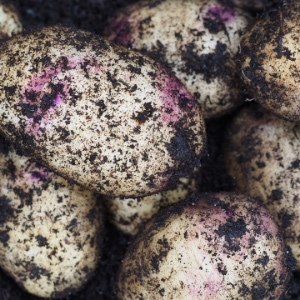 First Early Seed Potatoes